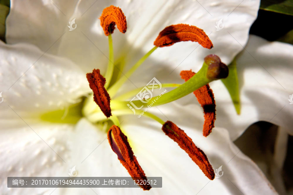 Flowers,76