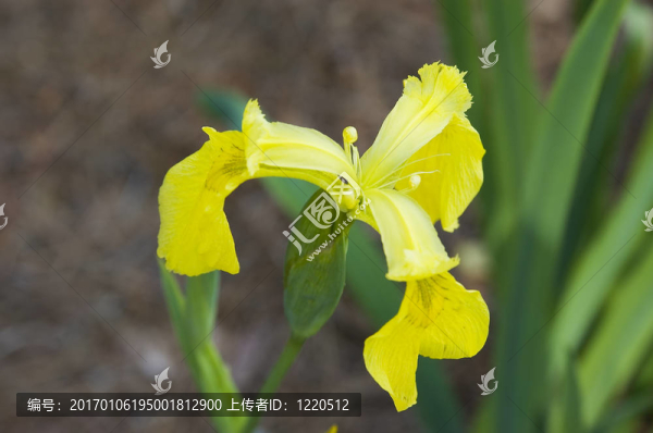 莉莉