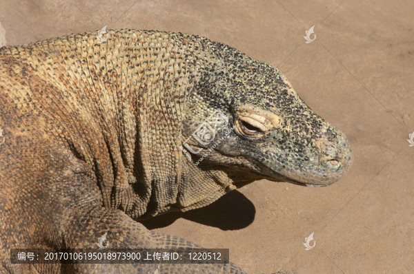 科莫多龍