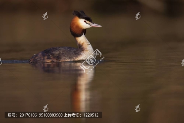 小鸊鷉