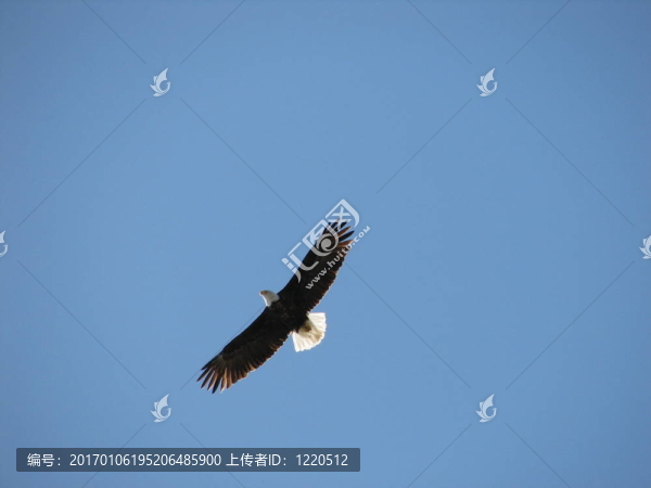 鷹在飛