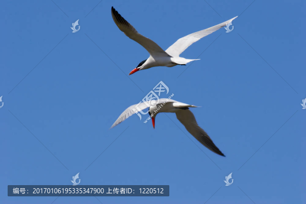 肩并肩