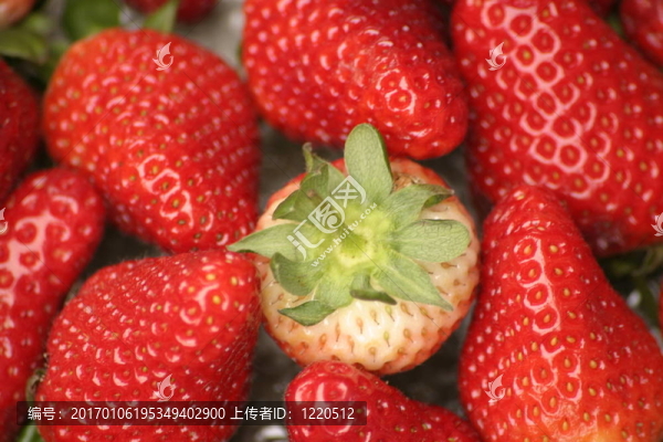 草莓上