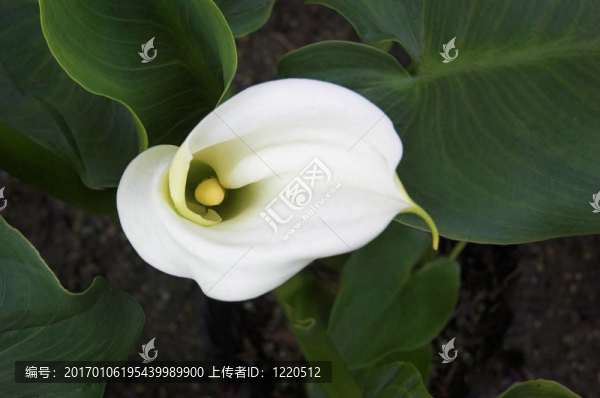 馬蹄蓮