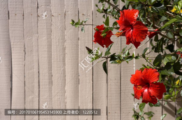 木槿