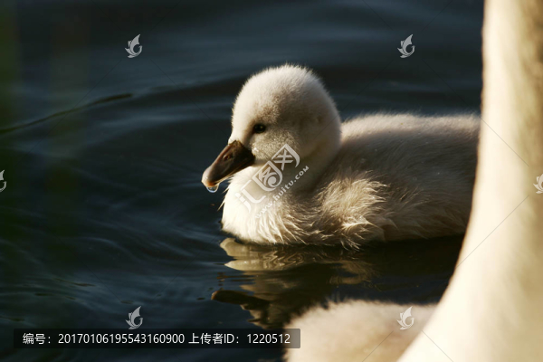 靠近媽媽