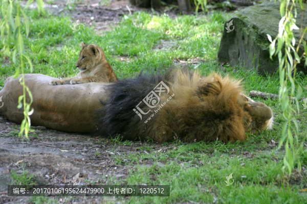 獅子父親與嬰兒