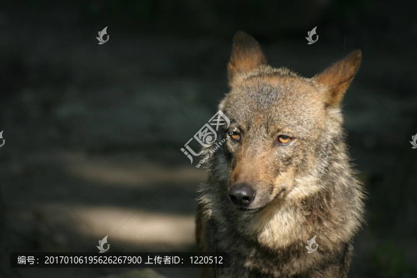 伊比利亞狼