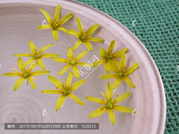 浮動的春天的花朵