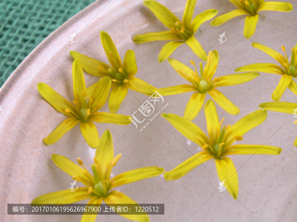 浮動(dòng)的春天的花朵