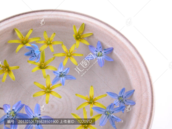 浮動的春天的花朵