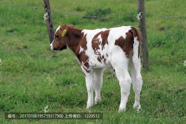 小牛