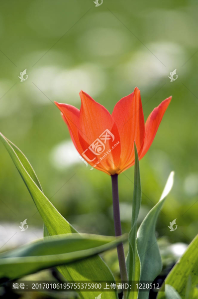 郁金香紅