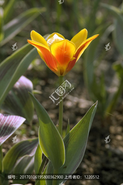 春天的花朵-匯圖網(wǎng) www.fosd68.com 春天的花朵