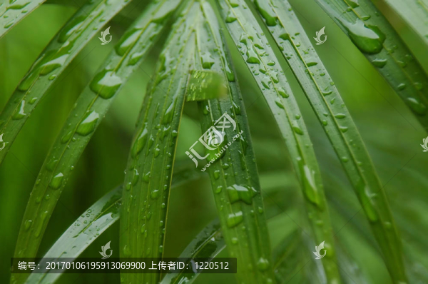 植物學(xué)的
