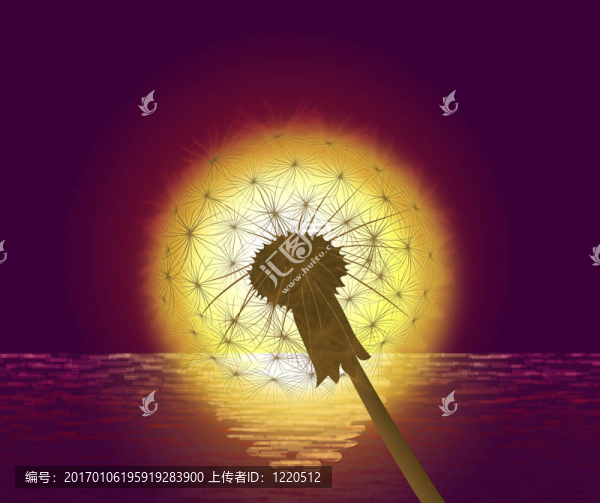 蒲公英在森塞特