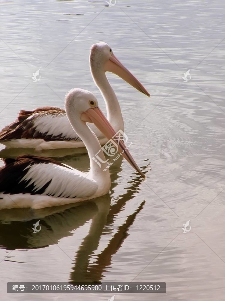 Pelican的二重唱