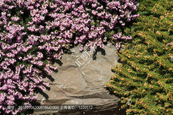 花巖和松樹(shù)