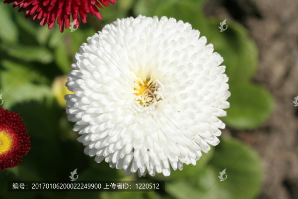 白色的花