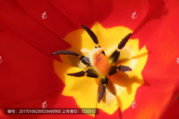 郁金香的花瓣