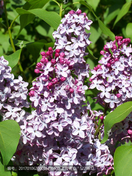 丁香花