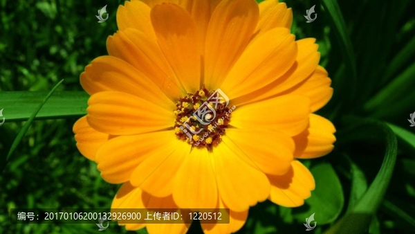 橙花