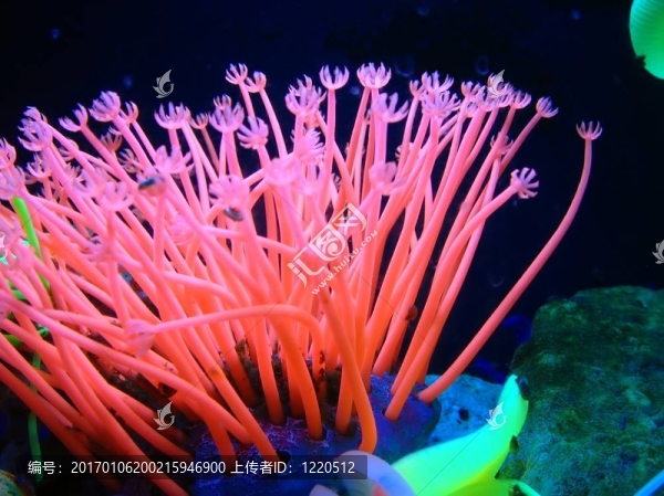 在魚缸里-匯圖網(wǎng) www.fosd68.com 在魚缸里