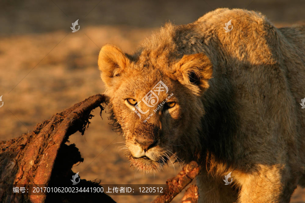 飼養(yǎng)的非洲獅