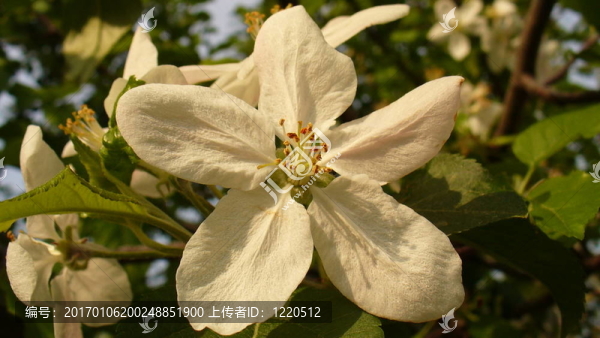 白色的花