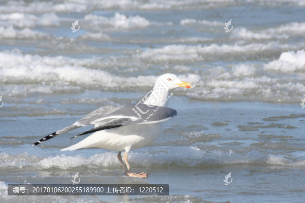 海鷗冰