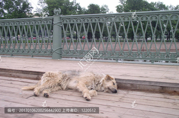 狗在睡覺