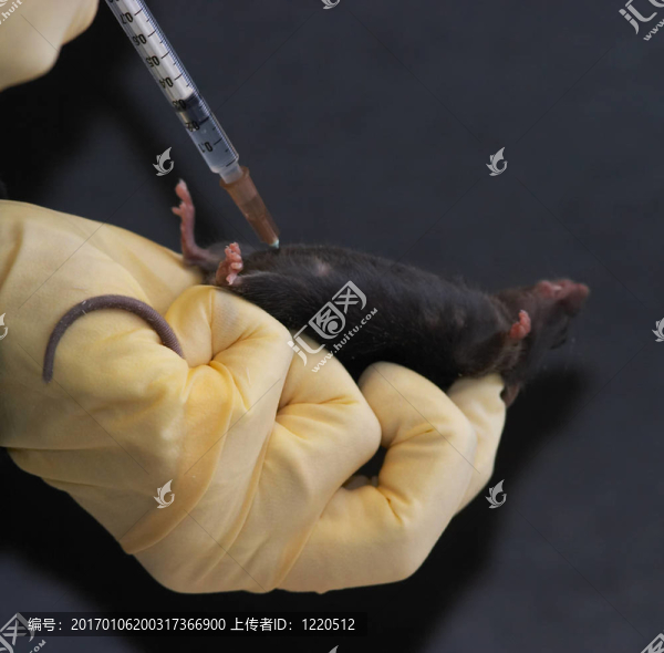 實(shí)驗(yàn)室小鼠腹腔注射2-匯圖網(wǎng) www.fosd68.com 實(shí)驗(yàn)室小鼠腹腔注射2