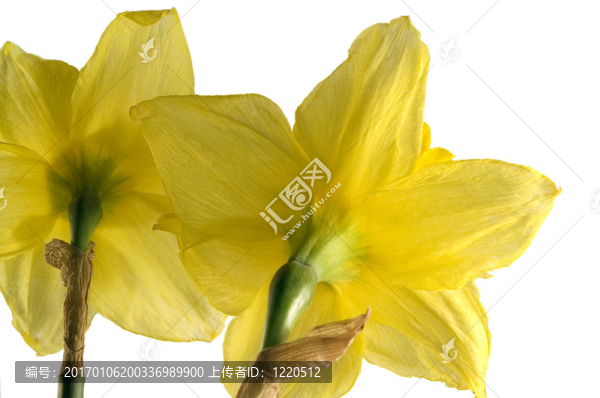 水仙花