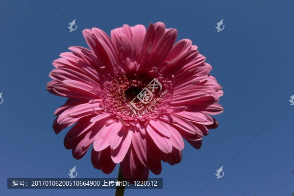 粉色非洲菊