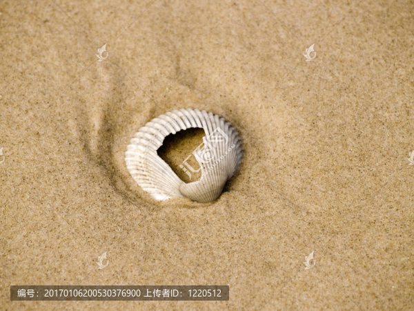 破殼