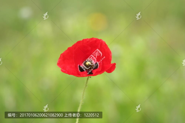 紅罌粟