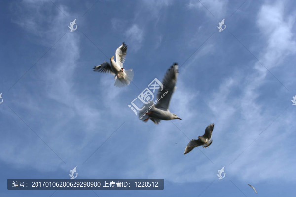 飛行-匯圖網(wǎng) www.fosd68.com 飛行