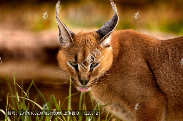 動(dòng)物-,Caracal