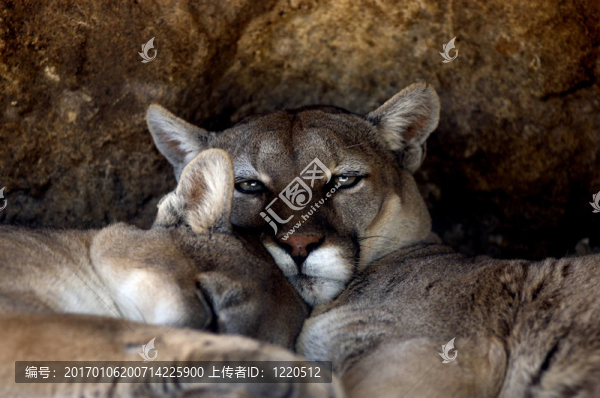 動物-,Cougar