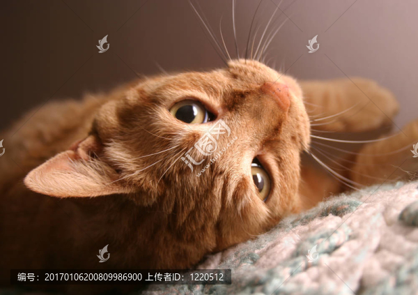 親愛(ài)的顛倒