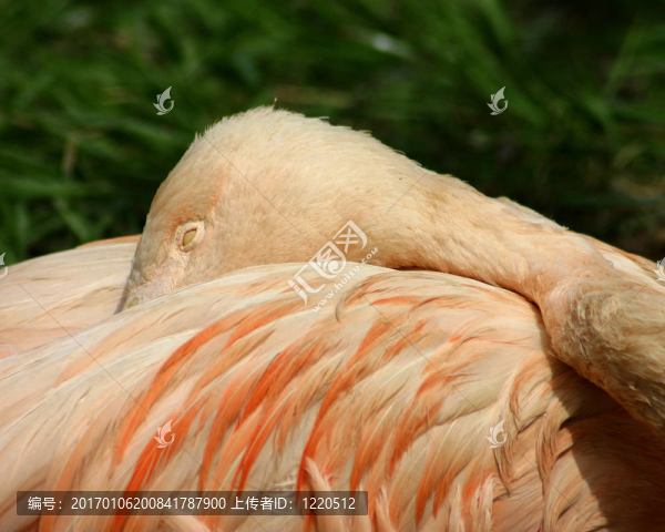 睡覺(jué)的火烈鳥(niǎo)