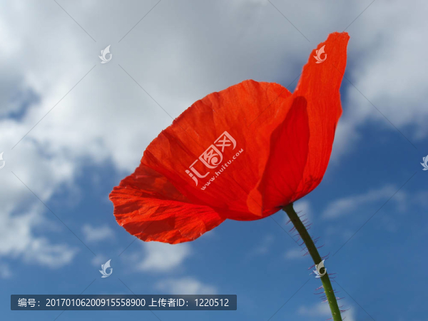 虞美人