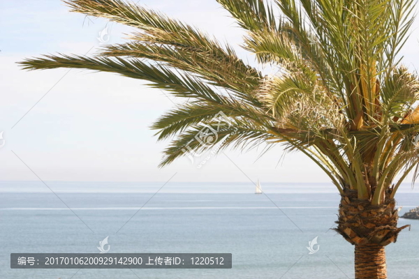 棕櫚樹與海洋