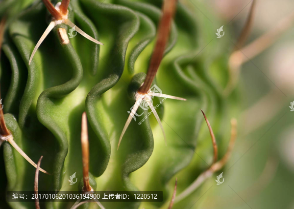 仙人掌