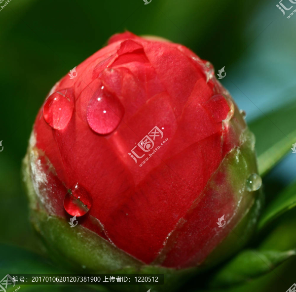 油茶芽