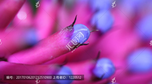 不尋常的花蕾