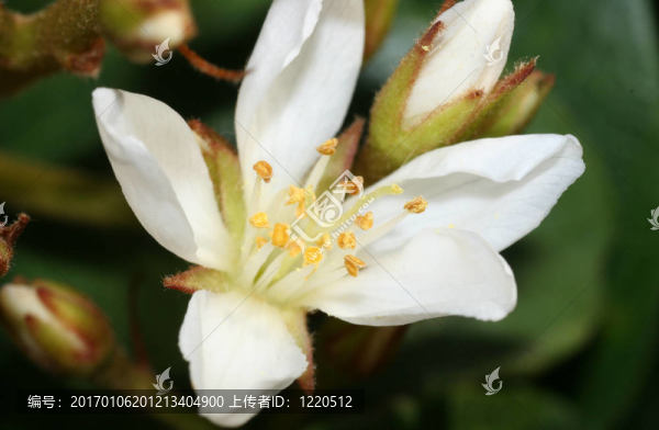 白星花