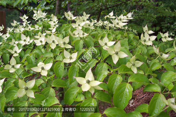 年輕的山茱萸