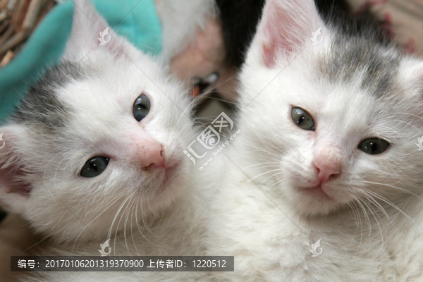 兩只小貓