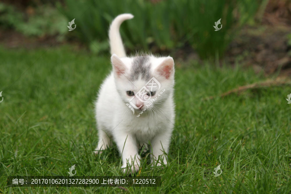 獨自在花園里